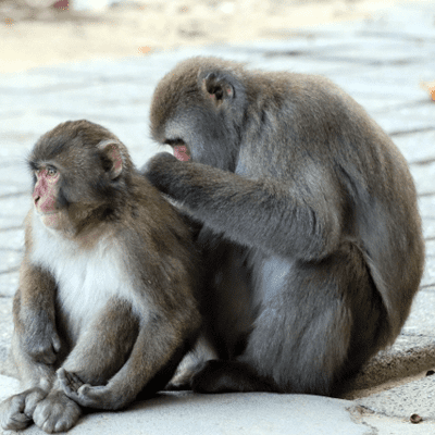 The monkey which plays in Takasakiyama Natural Zoo image